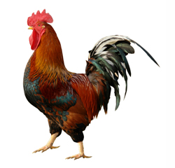 Coq